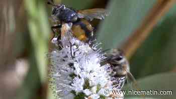 De nouvelles restrictions imposées dans l'utilisation des pesticides, les défenseurs des abeilles pas satisfaits