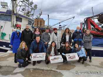 Pescaturismo, a Termoli evento finale 'Tourismed Plus' - Agenzia ANSA