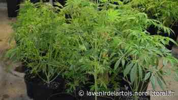 Trafic : Arras : ils cultivaient des plants de cannabis dans leur appartement - Nord Littoral