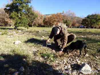 Après 6 ans compliqués, les producteurs de truffe noire prédisent une belle saison dans le Var
