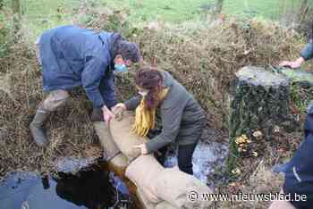 Coca Cola investeert in herinrichting Vennengebied, minister Demir legt eerste zandzakjes