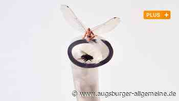 Fundstücke der Vergänglichkeit: Neue Ausstellung im Künstlerhaus Ulm - Augsburger Allgemeine