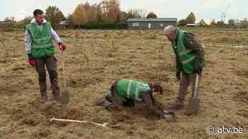 3000 nieuwe bomen in Boechout: "Hier kunnen de dieren hun buikje bol eten" - ATV