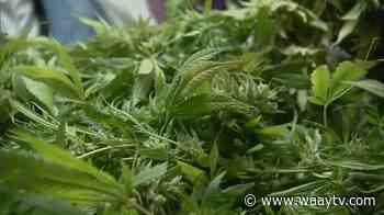 Alabamians react to State Board of Medical Examiners first draft of medical marijuana guidelines - WAAY