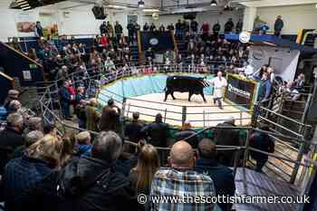 Retties Lady Ruth tops Carlisle Angus Fever sale at 29,000gns - The Scottish Farmer