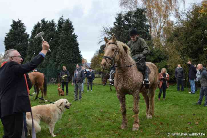 Sint-Elooiviering heeft geen last van corona: heel veel dieren, tractoren en mensen aan Millegemkerk