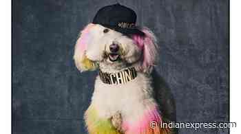 Jeremy Scott announces new Moschino Pets line for furry friends - The Indian Express