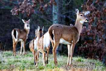 Some deer in Oklahoma turning up with coronavirus – Newstalk KZRG - newstalkkzrg.com