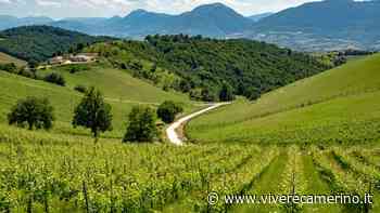 Il territorio del Verdicchio di Matelica si candida a Patrimonio Mondiale dell'Umanità - Vivere Camerino