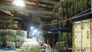 Police seize $500 million in illegal marijuana in a raid in Oregon