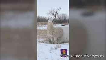 Corman Park Police looking for owners of lost llama