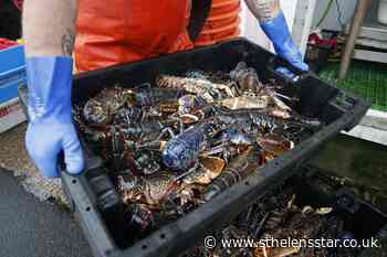 Lobsters, crabs, and octopuses can feel pain too, study finds - St Helens Star