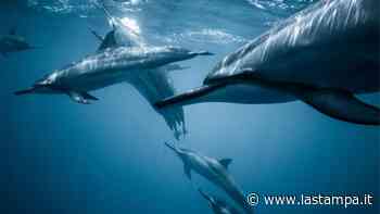 One Ocean Foundation, la tutela del mare ha bisogno dei giovani - La Stampa