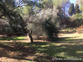 Enna, per la Giornata nazionale dell'Albero l'Ordine degli Agronomi donerà degli alberi a Villa Zagaria - TeleNicosia