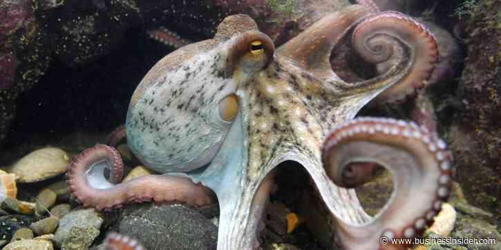 Octopuses, crabs, and lobsters will be recognized as 'sentient beings' in UK after a review concluded they feel pain and distress