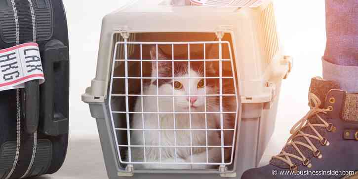 Demand for pet-friendly airlines soars 950%, with Alaska Airlines and JetBlue leading the way