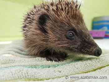 SSPCA: Charity caring for more than 100 hedgehogs appeals for food donations - The Scotsman