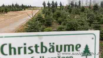 Brauchtum - Hilpoltstein - Bayerns Christbäume widerstehen der Inflation - Bayern - Süddeutsche Zeitung