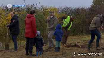 Medewerkers van Fiscadvies planten 2000 bomen voor eigen bedrijfsbos in Tielt-Winge - ROB-tv