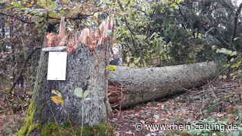 Verlust auf Briedeler Höhen: Weißtanne teilt Schicksal mit einstigem „Hörnerbaum“ - Rhein-Zeitung