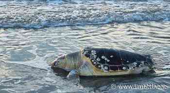 Lago Patria, tartaruga «Caretta caretta» trovata morta sulla spiaggia - Il Mattino