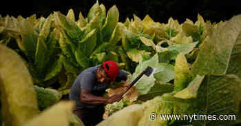 The Searing Beauty, and Harsh Reality, of a Kentucky Tobacco Harvest