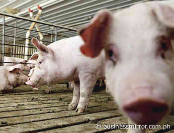 Hog raisers to get ₧461-M indemnity soon–DA | Jasper Y. Arcalas - Business Mirror