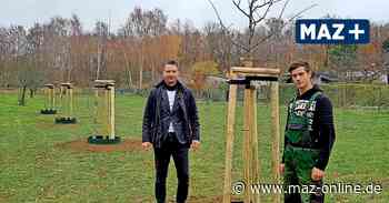 Rathenow: Regionales Obst zum Selbstpflücken - Märkische Allgemeine Zeitung