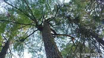 532-year-old N.S. hemlock claims record for oldest tree in the Maritimes