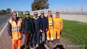 Crotone - Giornata Nazionale degli Alberi: piantati sessanta lecci in via Miscello da Ripe - strill.it - Strill.it