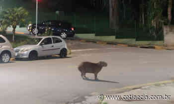 Morador flagra capivara parada na frente de condomínio em Cotia - Cotia e Cia