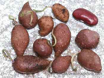 Indigenous Four Corners Potato Makes a Comeback