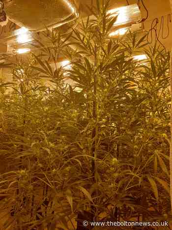 Great Lever: Four charged after cannabis plants found at properties in Bolton - The Bolton News