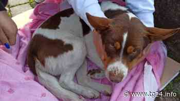 Sora – Si cerca la famiglia di questo cagnolino - TG24.info