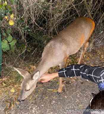"Dégueulasse", "des assassins", "ras le bol"... Vague d’indignation après la mort d’une chevrette