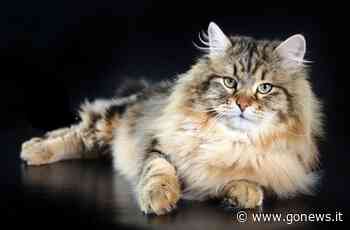 Expo a Prato con i gatti più rari e più belli: un weekend imperdibile - gonews