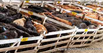 November cattle report is out!