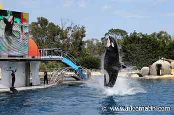 L’association One Voice dépose plainte pour "actes de cruauté" sur une orque de Marineland