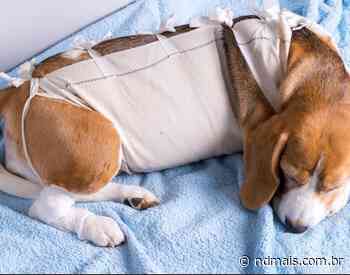 Meta de castrações é superada em Imbituba - ND