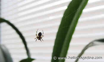 5 easy ways to keep spiders out of your home