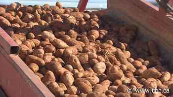 'Shocked': Potato board says CFIA ban on P.E.I. potato exports to U.S. goes too far