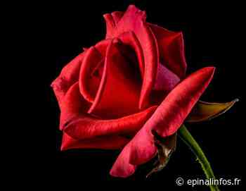 Les décès du 3 au 16 novembre - Epinal infos - Epinal Infos