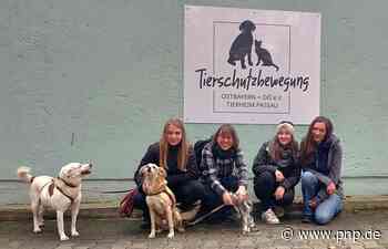 Zwangsgelder drohen: Passauer Tierheimleitung denkt ans Aufhören - Passauer Neue Presse