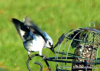 LASSAM: A gardener's work is never done - Sarnia Observer