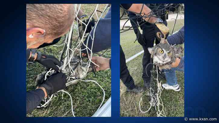 Hoo-hoo-hoo's there? Deputies rescue owl tangled in soccer net at Hays HS