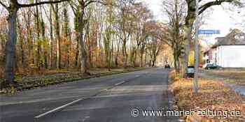 In die Baumschutzsatzung kommt doch wohl wieder eine Abstandsregel - Marler Zeitung
