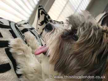 The Plucky Puppy Who Loves Fireworks