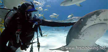 Watch: 'Tiger (Shark) King' Short Doc Film About a Shark-Loving Diver