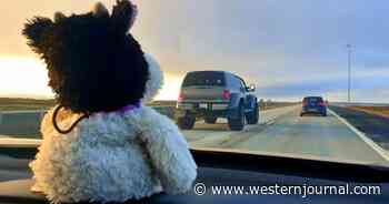 Kind Strangers Work Together to Get Beloved Stuffed Animal Home to Girl 2,300 Miles Away