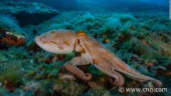 Don't boil octopuses, lobsters or crabs alive because they're sentient, UK report says